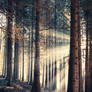 Light In Forest