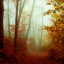Fall Fog 2