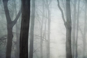 Absolute Silence