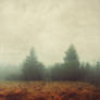 Two Firs In Mist