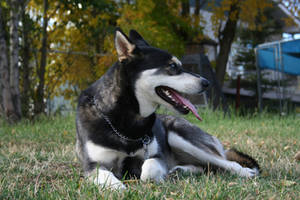 Siberian Husky Stock 002