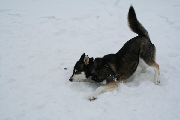 Siberian Husky Stock 022