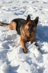 German Shepherd Stock 015