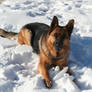 German Shepherd Stock 015