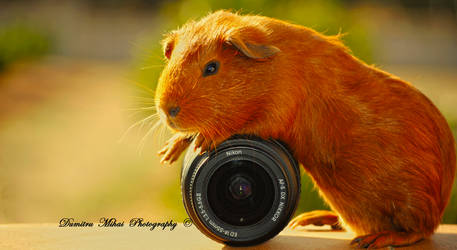 He love's Nikon !