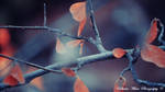 I love autumn! by DumitruMihai