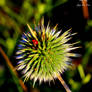 Ladybug on Spikes and a Spider