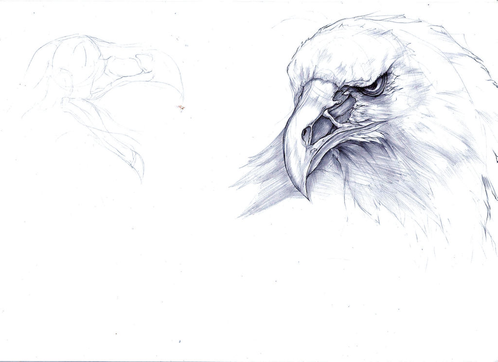 half?? decayed eagle head study by Jiun-kim on DeviantArt