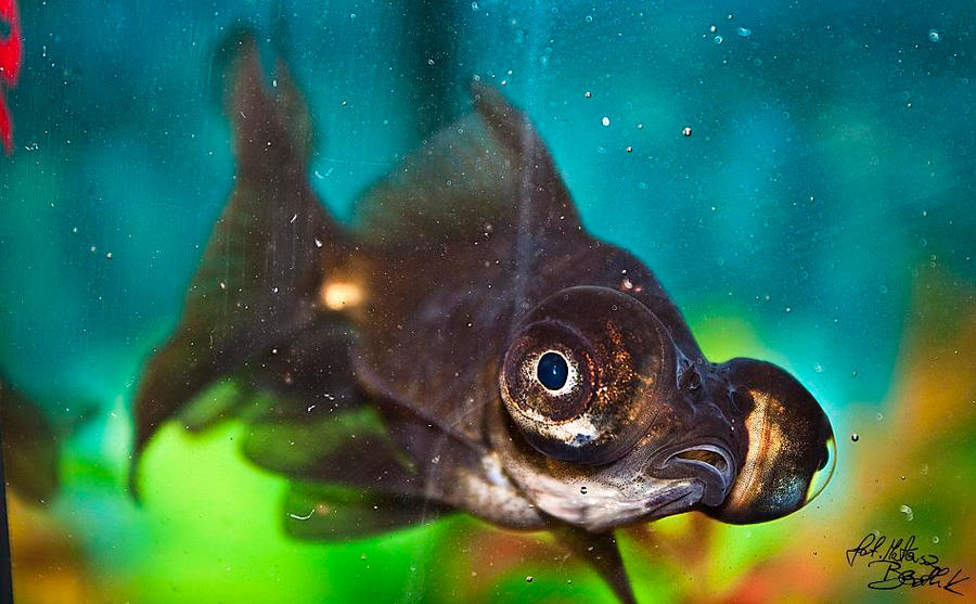 telescope fish by unknownman56 on DeviantArt