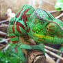 chameleon macro shot