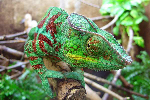 chameleon macro shot