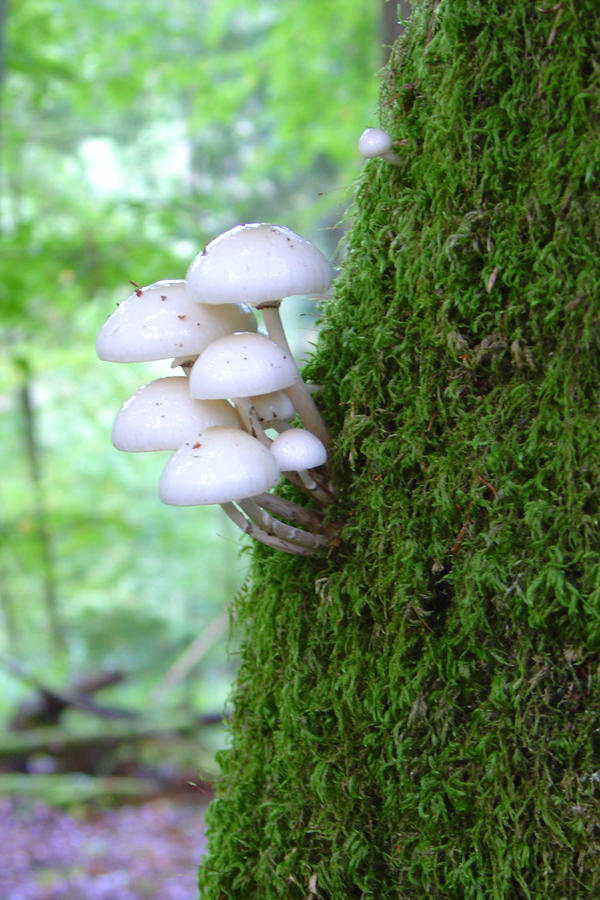 moss tree mushrooms