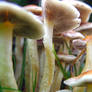 mushroom forest 2