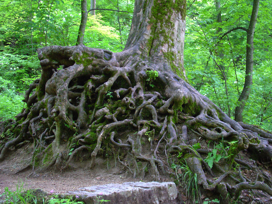 Roots by Jantiff-Stocks