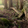 Faery Background 1