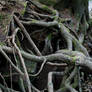 Roots too