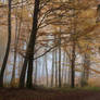 Foggy Woods 1