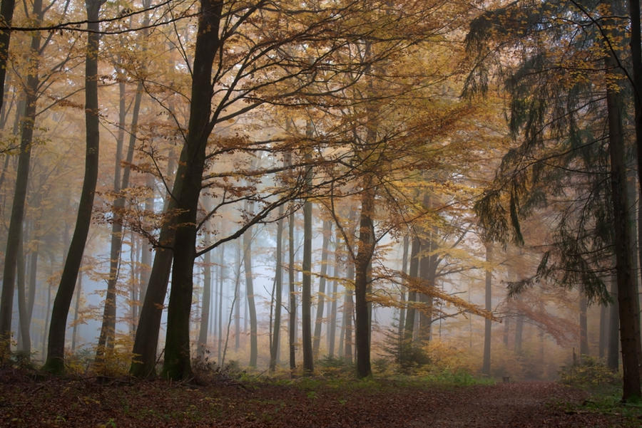 Foggy Woods 1 by Jantiff-Stocks