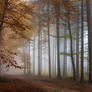 Foggy Wood 2