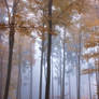 Foggy Woods 3