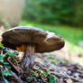 Mushroom - Home of Gnomes and Fairies ?