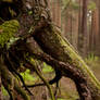 Pinewood #1