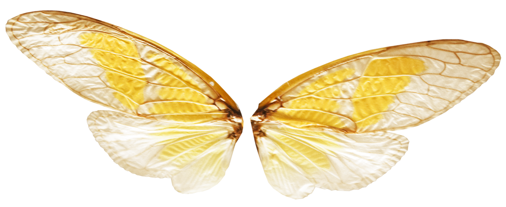 Fairy Wings with Transparence (PNG)