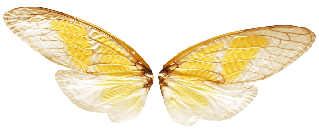Fairy Wings with Transparence (PNG) by Jantiff-Stocks