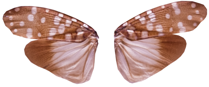 Pixie Wings with Transparency (PNG)