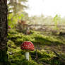 Fliegenpilz - Fly agaric