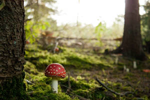 Fliegenpilz - Fly agaric by Jantiff-Stocks