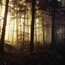 Morning Mists in the Woods 1