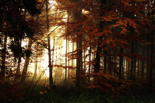 Morning Mists in the Woods 2