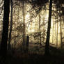 Misty Morning in the Woods 3