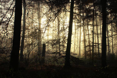 Misty Morning in the Woods 3