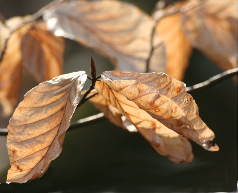 Brown leaves