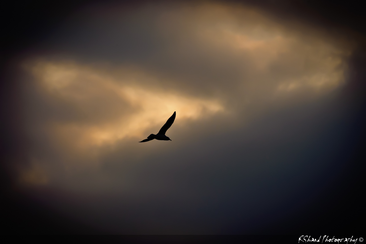 Seagulls at Dawn