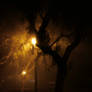 Foggy Night