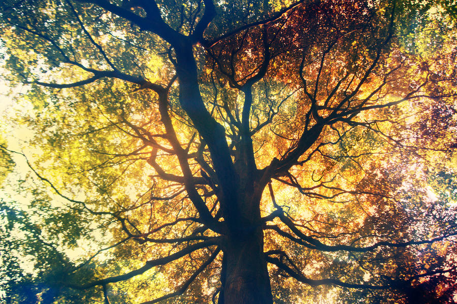 Colortree by creeziewendy on DeviantArt