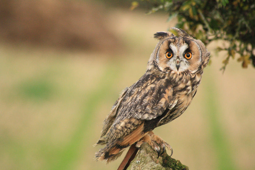 Long-eared owl (Asio otus)