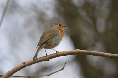 Robin