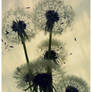 dandelions