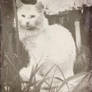 1900 cat style