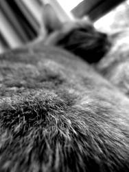 Fur