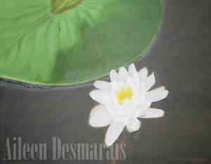 Lily Pad Watermarked