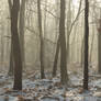 Czulow winter forest pano