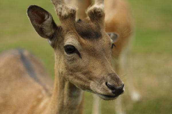 Longleat Deer