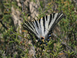 Butterfly Wallpaper