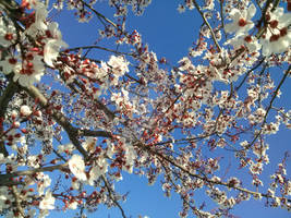 Blossoms under blue