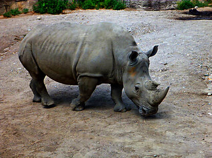 Rhino